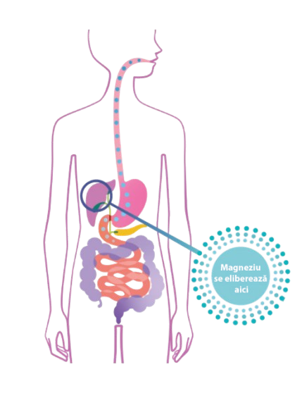 Imaginea prezintă un diagramă a sistemului digestiv uman, și evidențiază că magneziul este eliberat la nivelul ficatului.